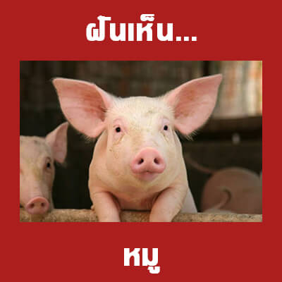 ทำนายฝันเห็นหมู