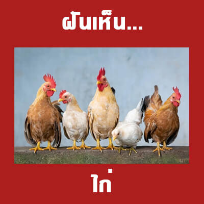 ทำนายฝันเห็นไก่