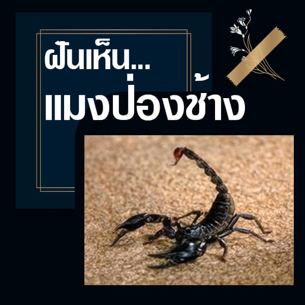 ฝันเห็นแมงป่องช้าง