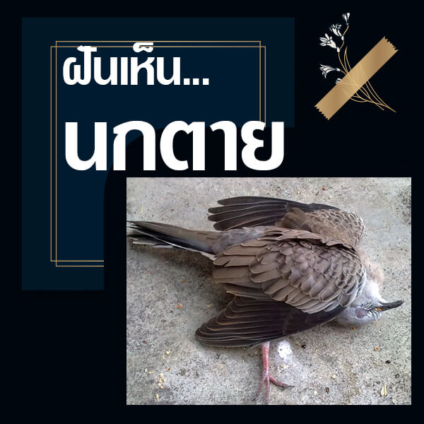 ฝันเห็นนกตาย