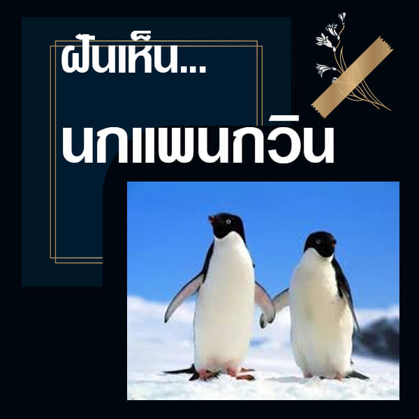 ทำนายฝันเห็นนกแพนกวิน