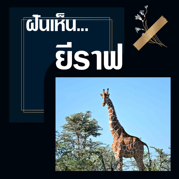 ทำนายฝันเห็นยีราฟ