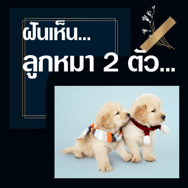 ฝันเห็นลูกหมา 2 ตัว