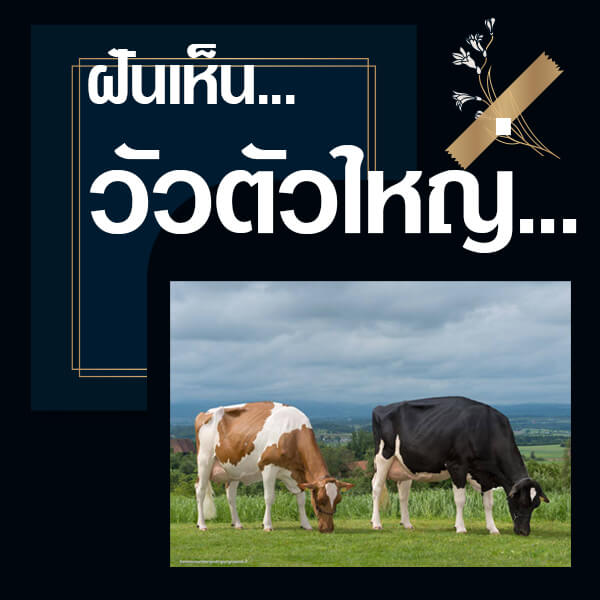 ฝันเห็นวัวตัวใหญ่