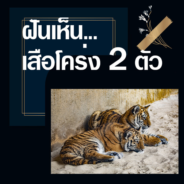 ฝันเห็นเสือโคร่ง2ตัว