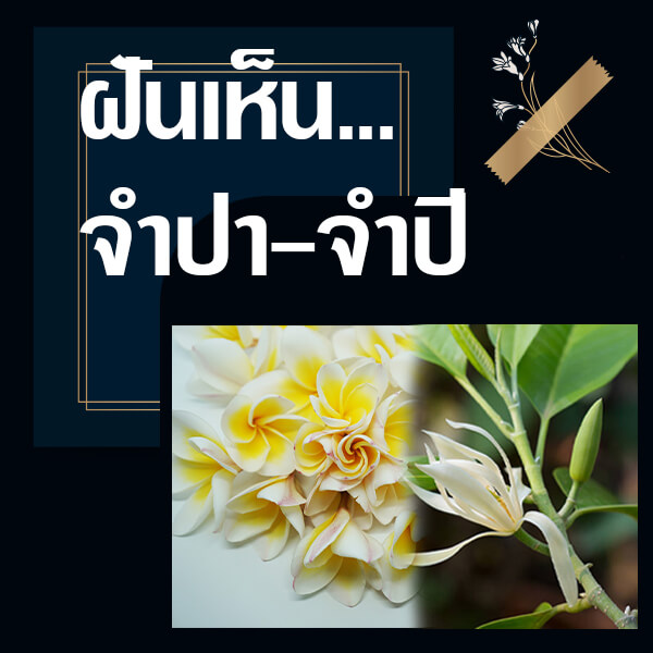 ทำนายฝันเห็นจำปา จำปี