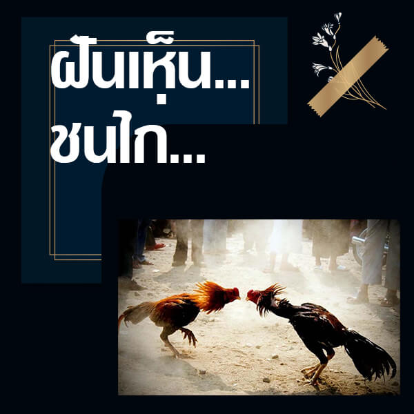 ทำนายฝันเห็นชนไก่