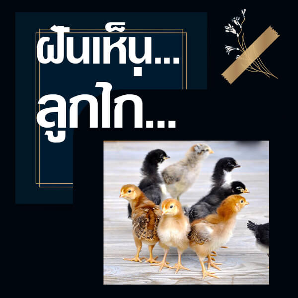 ทำนายฝันเห็นลูกไก่