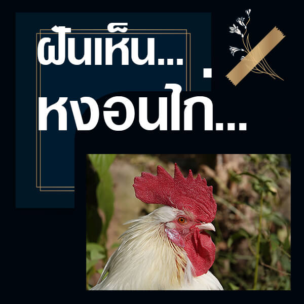 ทำนายฝันเห็นหงอนไก่