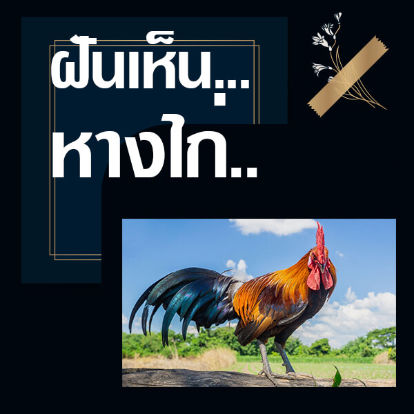 ทำนายฝันเห็นหางไก่