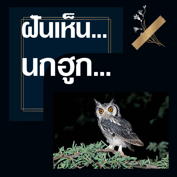 ทำนายฝันเห็นนกฮูก