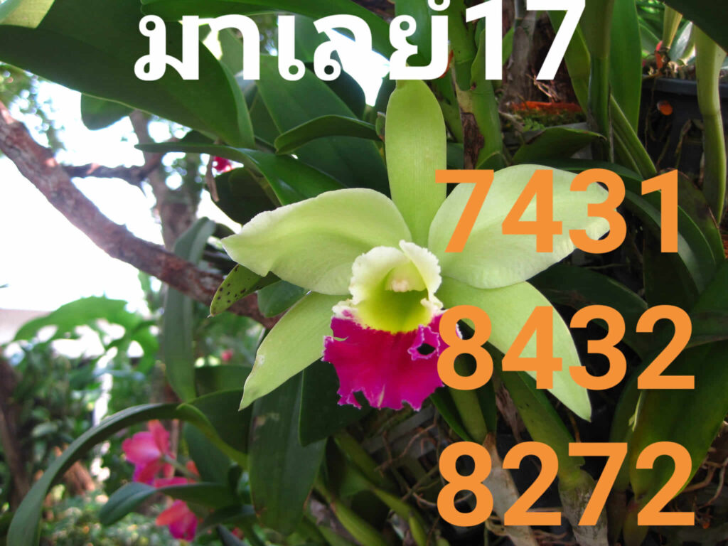 แนวทางหวยมาเลย์ 17/9/65 ชุดที่ 1