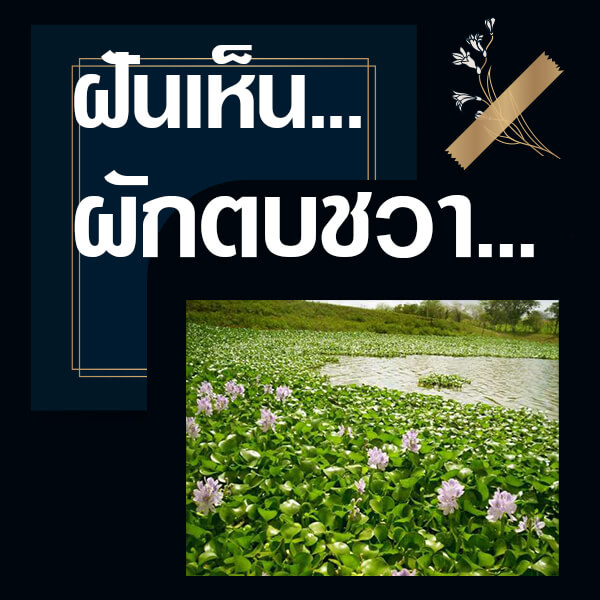 ทำนายฝันเห็นผักตบชวา