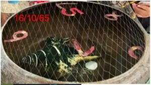 หวยตาทองงิ้วราย 16/10/65