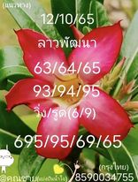 แนวทางหวยลาว 12/10/65 ชุดที่ 15