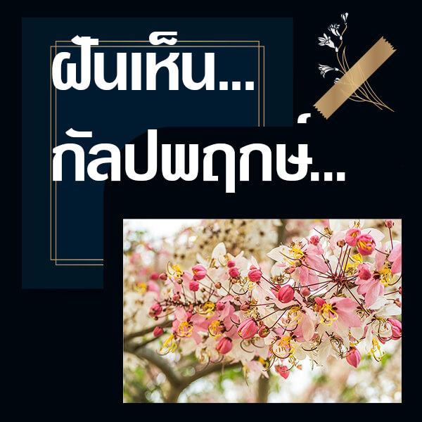 ทำนายฝันเห็นกัลปพฤกษ์