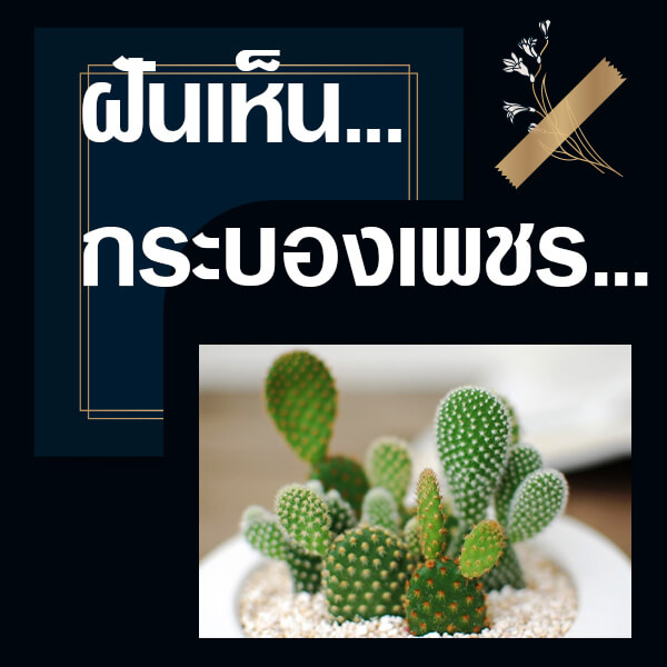 ทำนายฝันเห็นกระบองเพชร