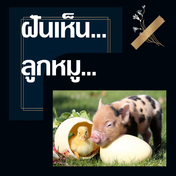 ทำนายฝันเห็นลูกหมู