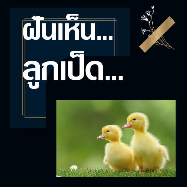 ทำนายฝันเห็นลูกเป็ด