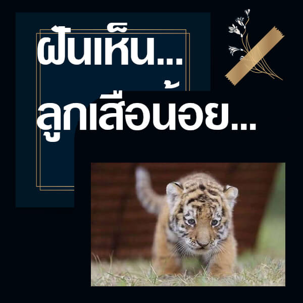 ทำนายฝันเห็นลูกเสือน้อย