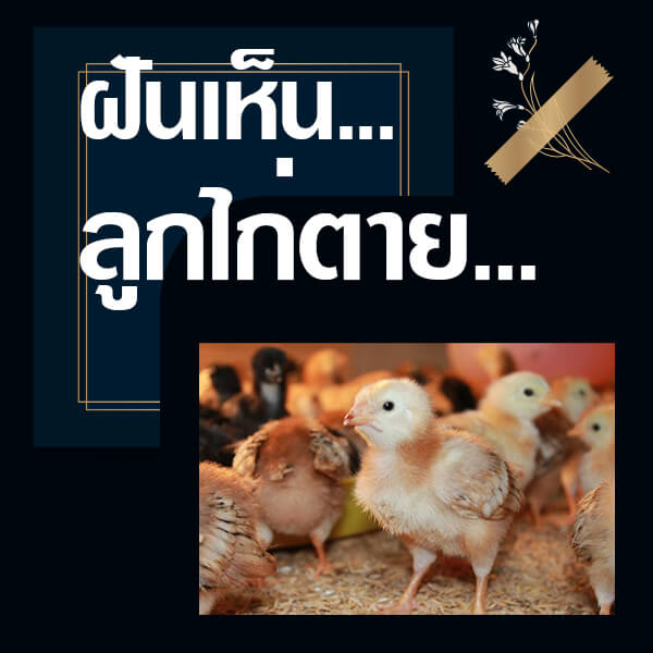 ทำนายฝันเห็นลูกไก่ตาย