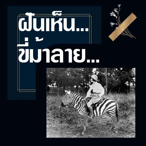 ทำนายฝันเห็นขี่ม้าลาย