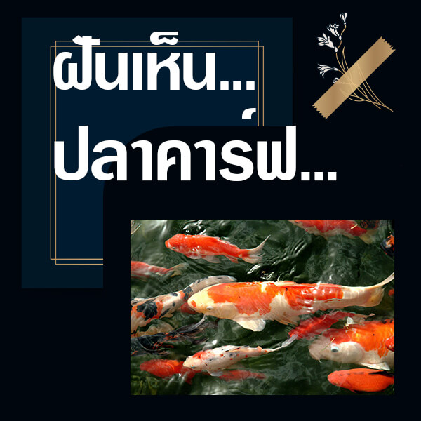 ทำนายฝันเห็นปลาคาร์ฟ