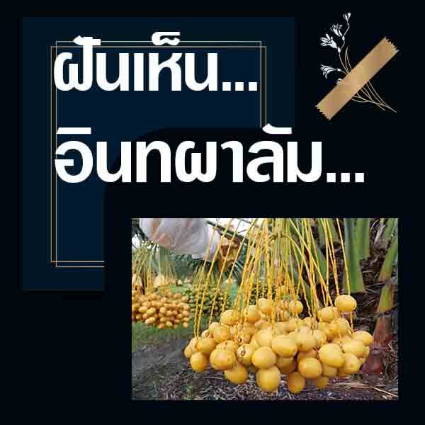 ทำนายฝันเห็นอินทผาลัม