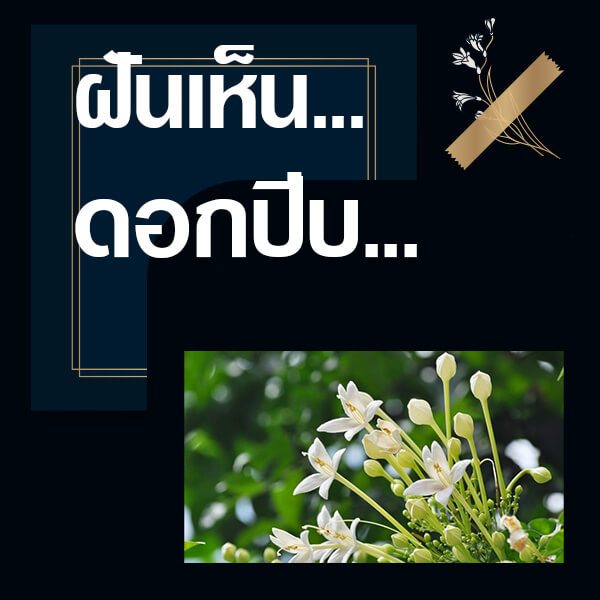 ทำนายฝันเห็นดอกปีบ