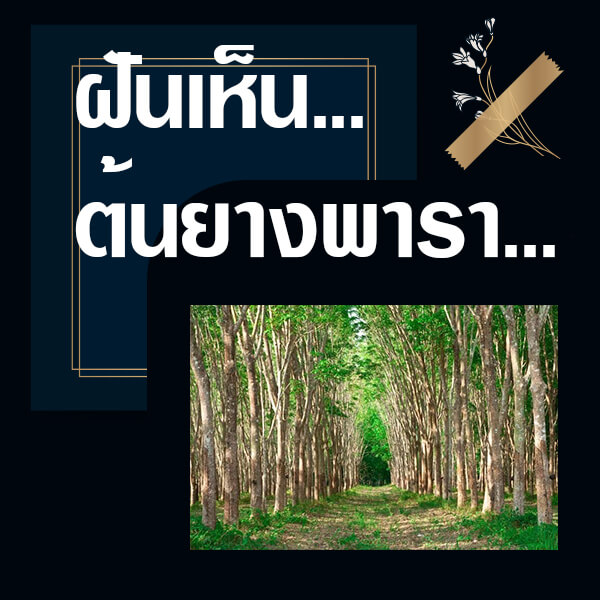 ทำนายฝันเห็นต้นยางพารา