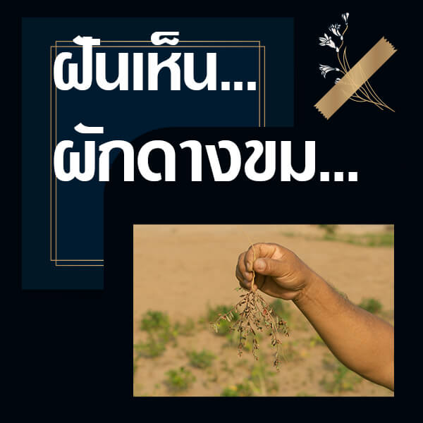 ทำนายฝันเห็นผักดางขม