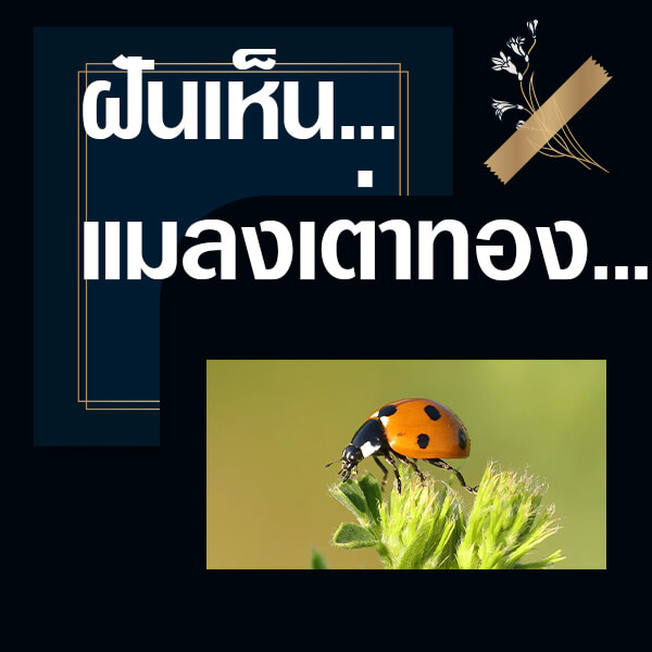 ทำนายฝันเห็นแมลงเต่าทอง