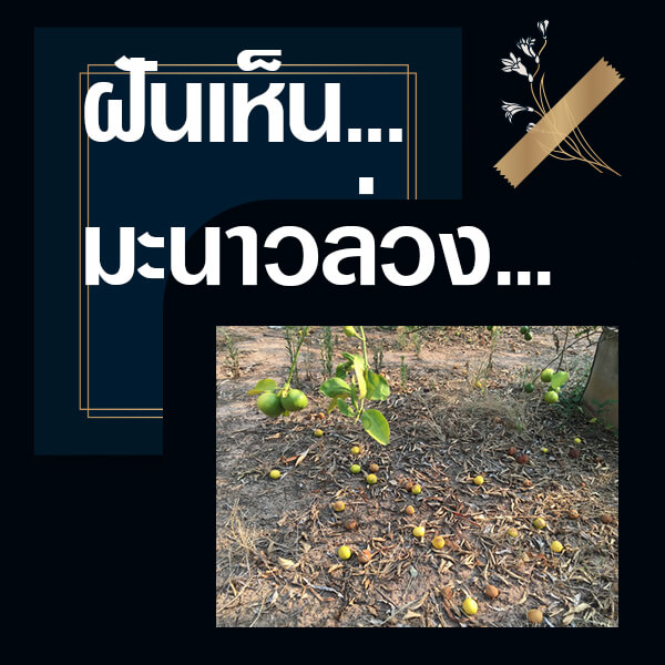 ทำนายฝันเห็นมะนาวล่วง