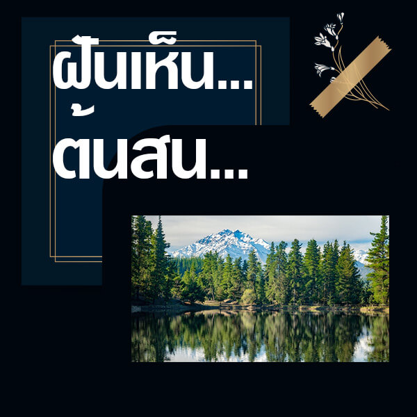 .ทำนายฝันเห็นต้นสน.