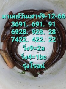 หวยมาเลย์ 9-12-66 ชุด 1