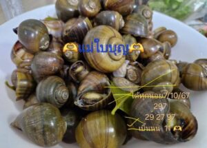 แนวทางหวยฮานอย 7/10/67 ชุดที่ 7