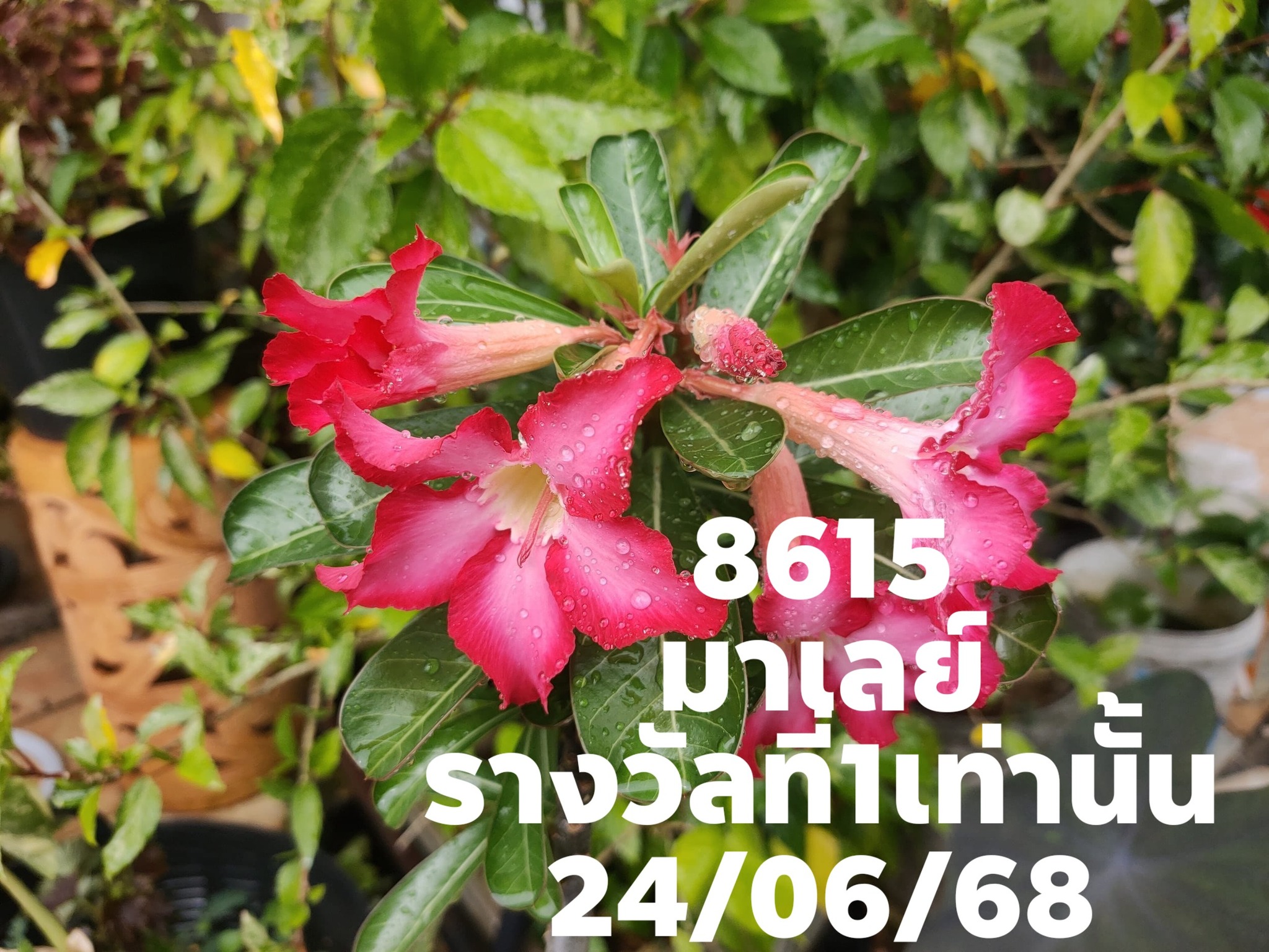 แนวทางหวยมาเลย์ 24/5/68-3